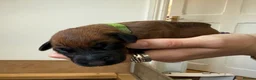Rhodesian Ridgeback dogs for sale: Rhodesian Ridgeback Puppies - Advert 30