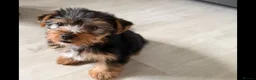 Yorkshire Terrier dogs for sale: Pure Breed Yorkshire Terrier Pup - Advert 2