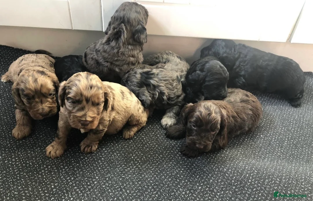 Miniature Poodle dogs for stud:  Blue/ Silver Merle carries chocolate Stud in Newcastle - Advert 7