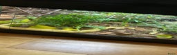 Python Snake reptiles for sale: Banana Ball Python  - Advert 3