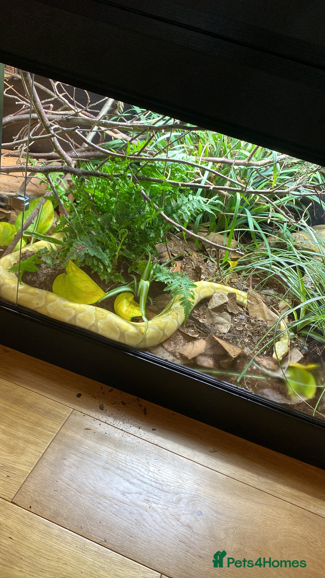 Python Snake reptiles for sale: Banana Ball Python  - Advert 3