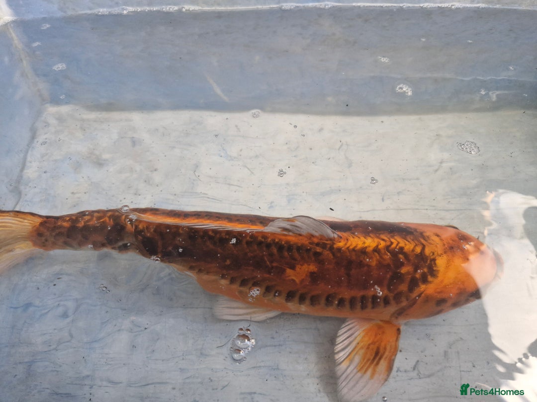 Koi Carp fish for sale: Koi carp various sizes - Advert 7