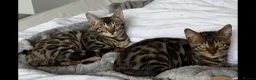 Bengal cats for sale: BENGAL 🔥 KITTENS TICA REGISTERED  - Advert 21