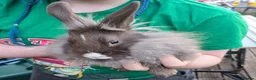 Mixed Breed rabbits for sale: Lionhead and Satin 12week old rabbits - Advert 16