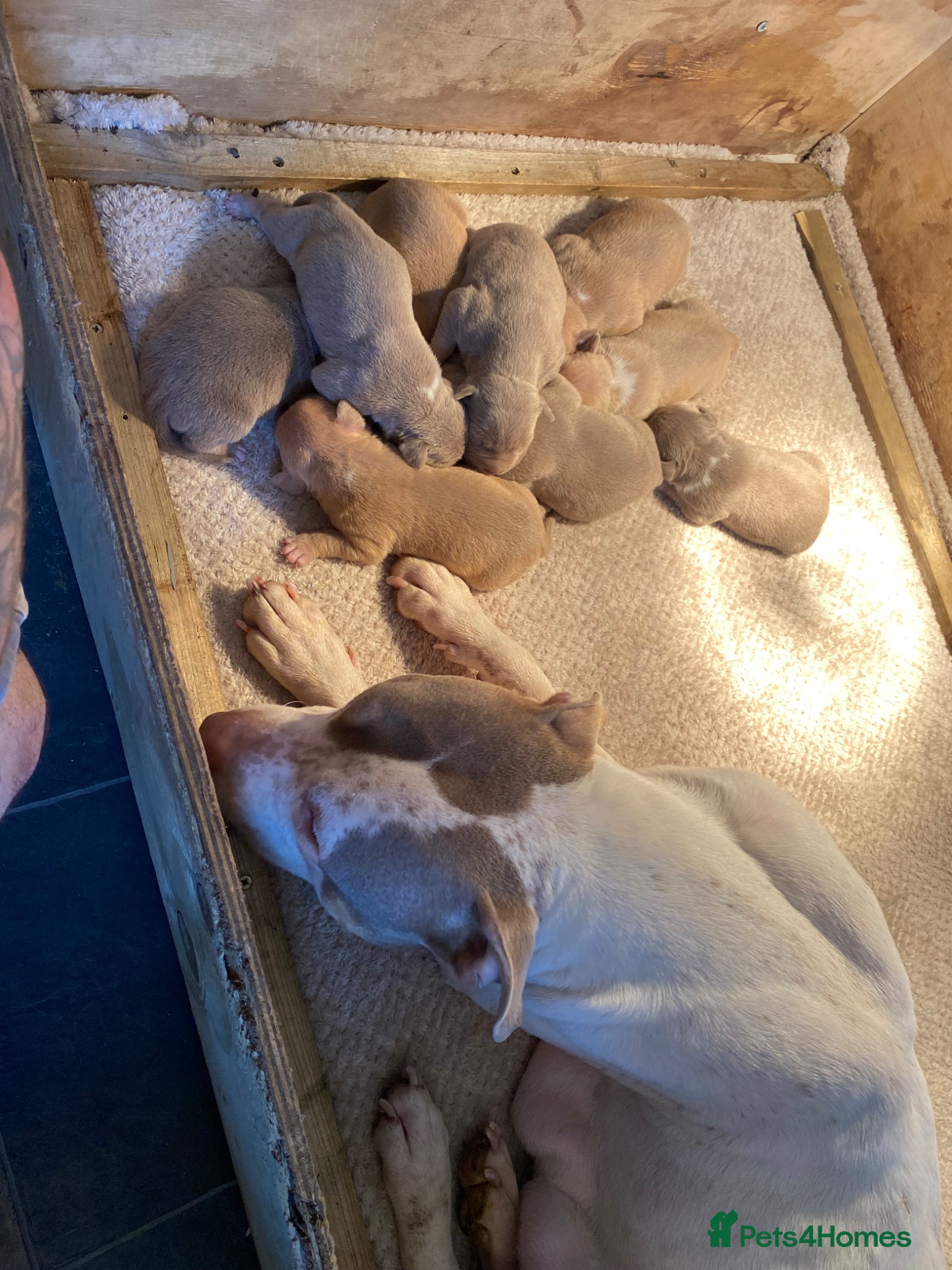 Mixed Breed dogs STANDARD AMERICAN BULLY PUPS  - Advert 1