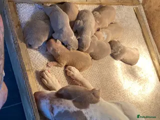 Mixed Breed dogs STANDARD AMERICAN BULLY PUPS - Advert 1