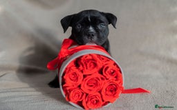 American Bully dogs for sale:  GORGEOUS GIRL AVAILABLE - Advert 1