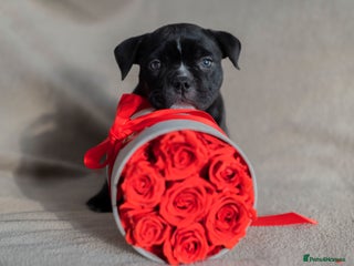 American Bully dogs GORGEOUS GIRL AVAILABLE - Advert 2