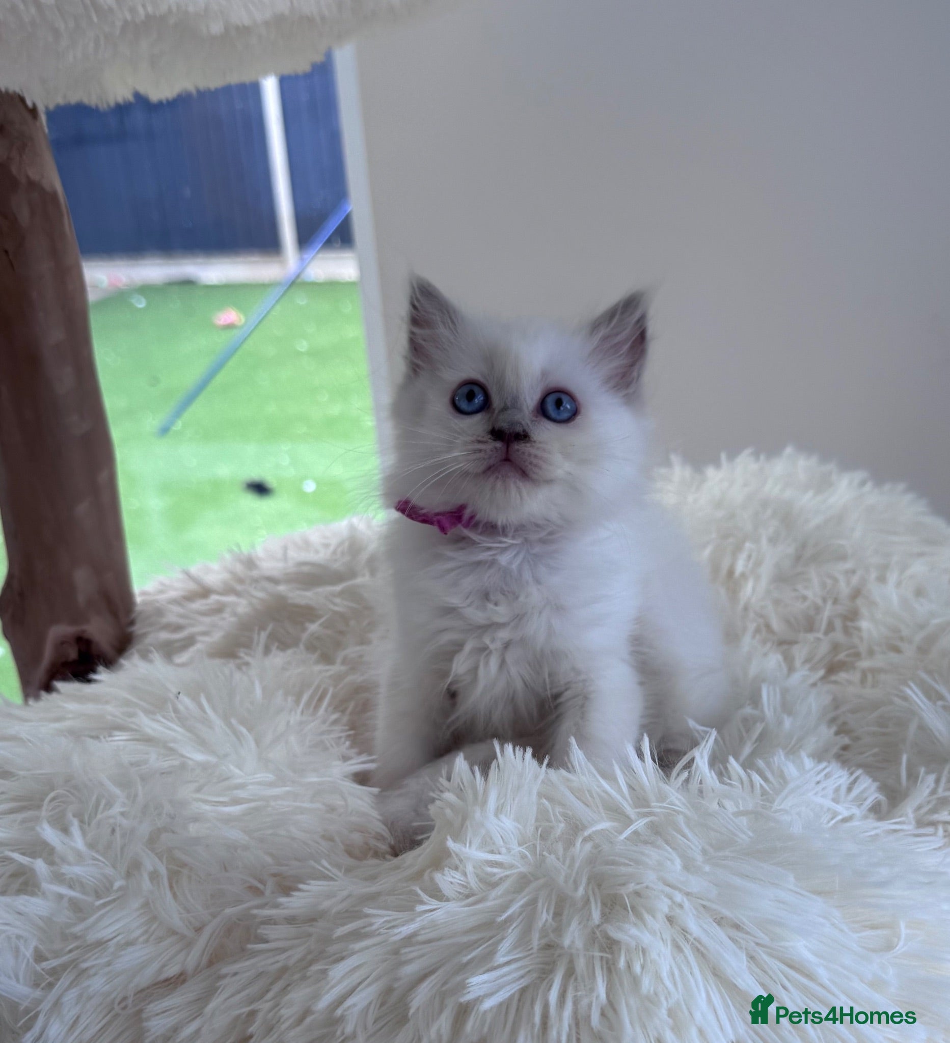 Ragdoll cats ✨ Beautiful GCCF Registered Ragdoll Kittens ✨ - Advert 2