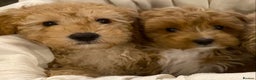 Cavapoo dogs for sale: RED & WHITE CAVAPOO PUPPIES TOP QUALITY BREEDER - Advert 25