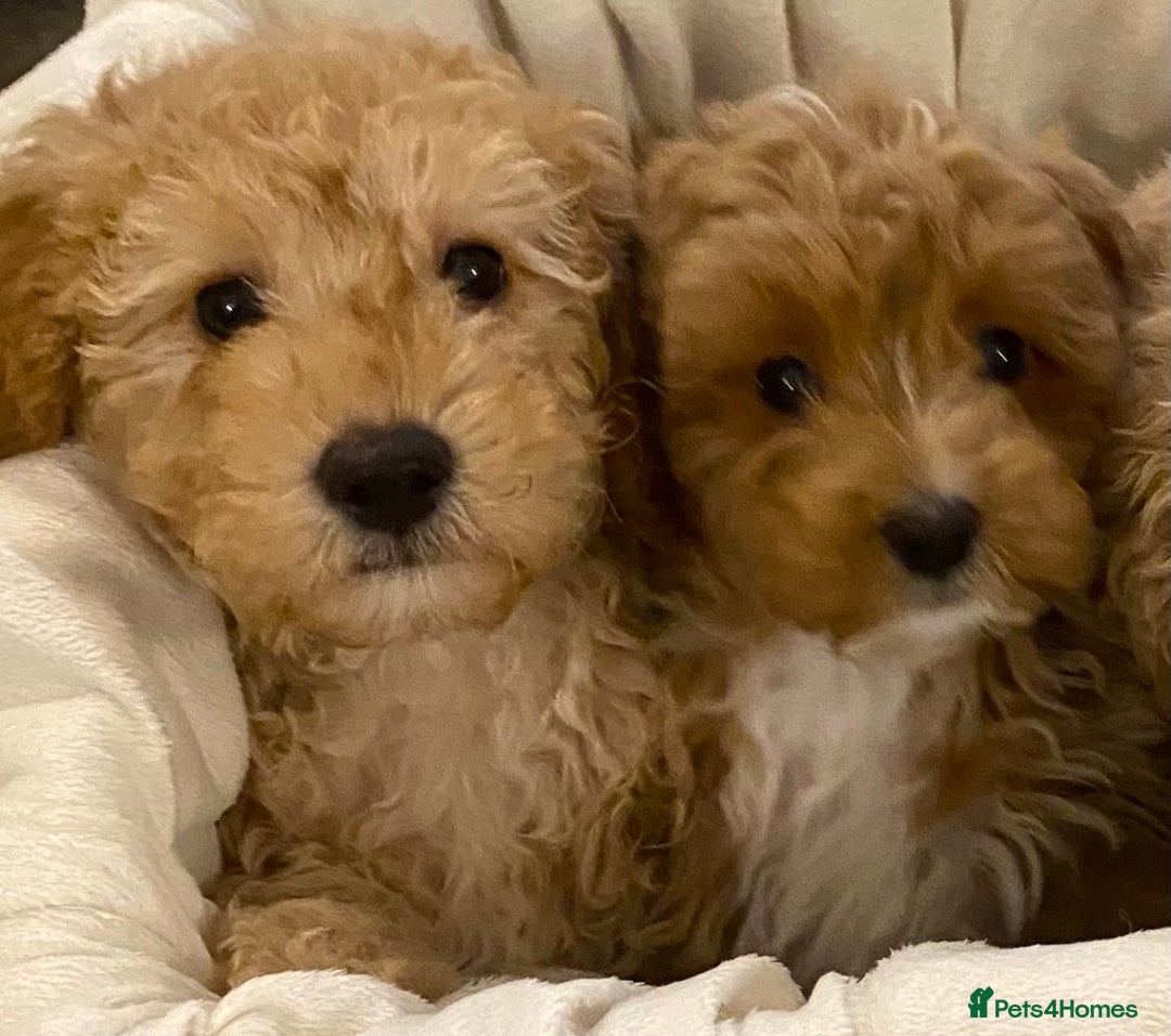 Cavapoo dogs for sale: RED & WHITE CAVAPOO PUPPIES TOP QUALITY BREEDER - Advert 25