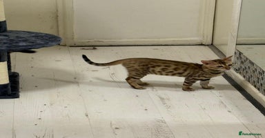 Bengal cats - Advert 3