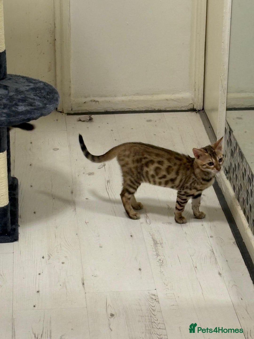 Bengal cats for sale: Marble bengal boy and bengal girl - Image 3