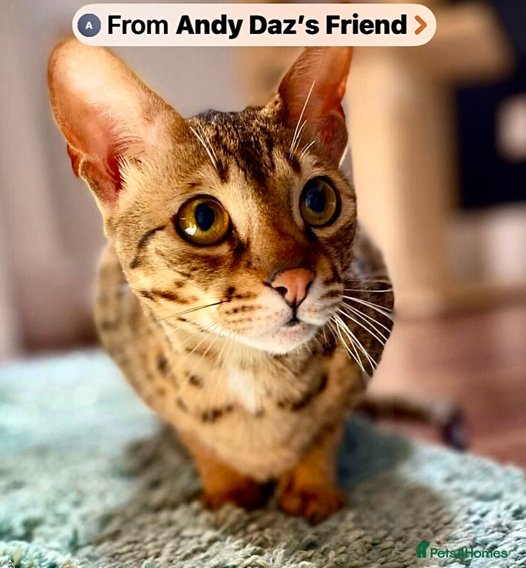Savannah cats for sale: F3 girls  - Image 7