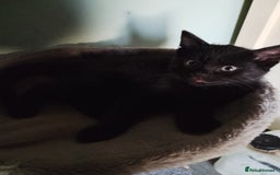 Mixed Breed cats for sale: 2 Black kittens  - Image 8