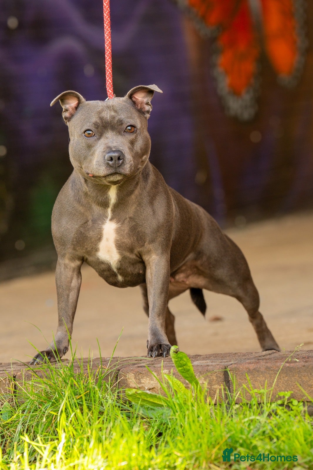 Staffordshire Bull Terrier dogs for sale: 💥BLACK STAFFY PUPS JUST BORN💥 - Advert 1