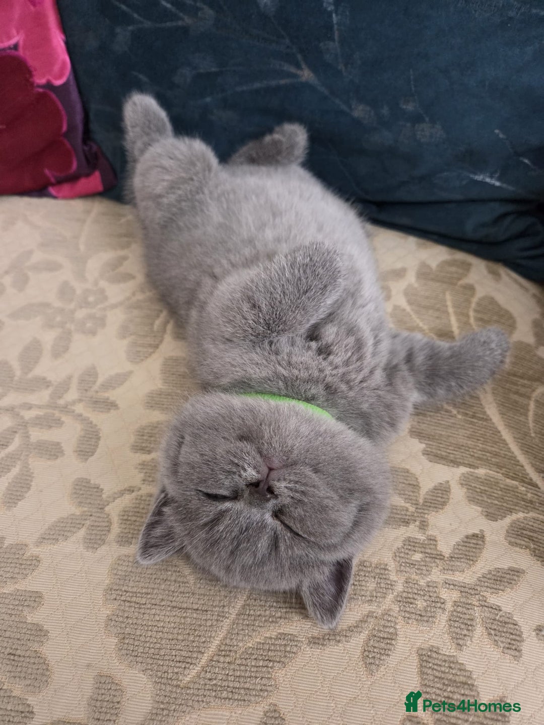 British Shorthair cats for sale: British shorthair kitten - Image 2