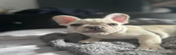 French Bulldog dogs for sale: Frenchie puppies available - Advert 38