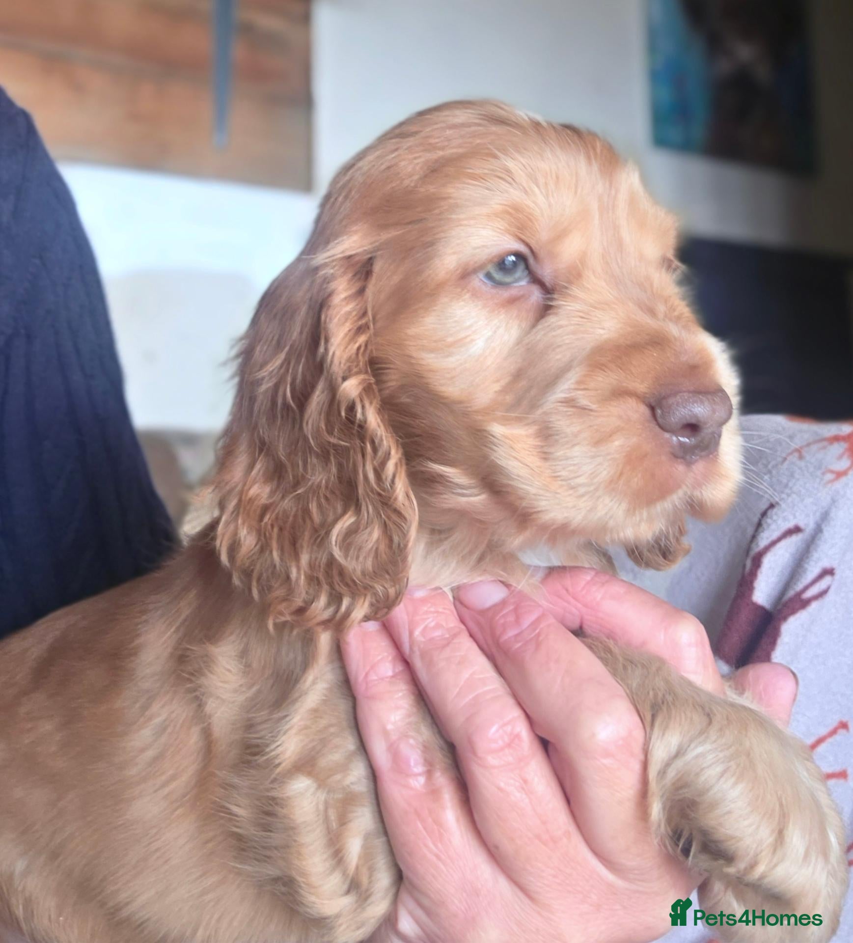 Cocker Spaniel dogs KC Registered Show Type Cocker Spaniel Puppies  - Advert 20