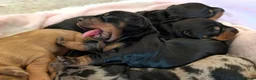 Dachshund dogs for sale: Standard Dachshund Puppies  - Advert 9