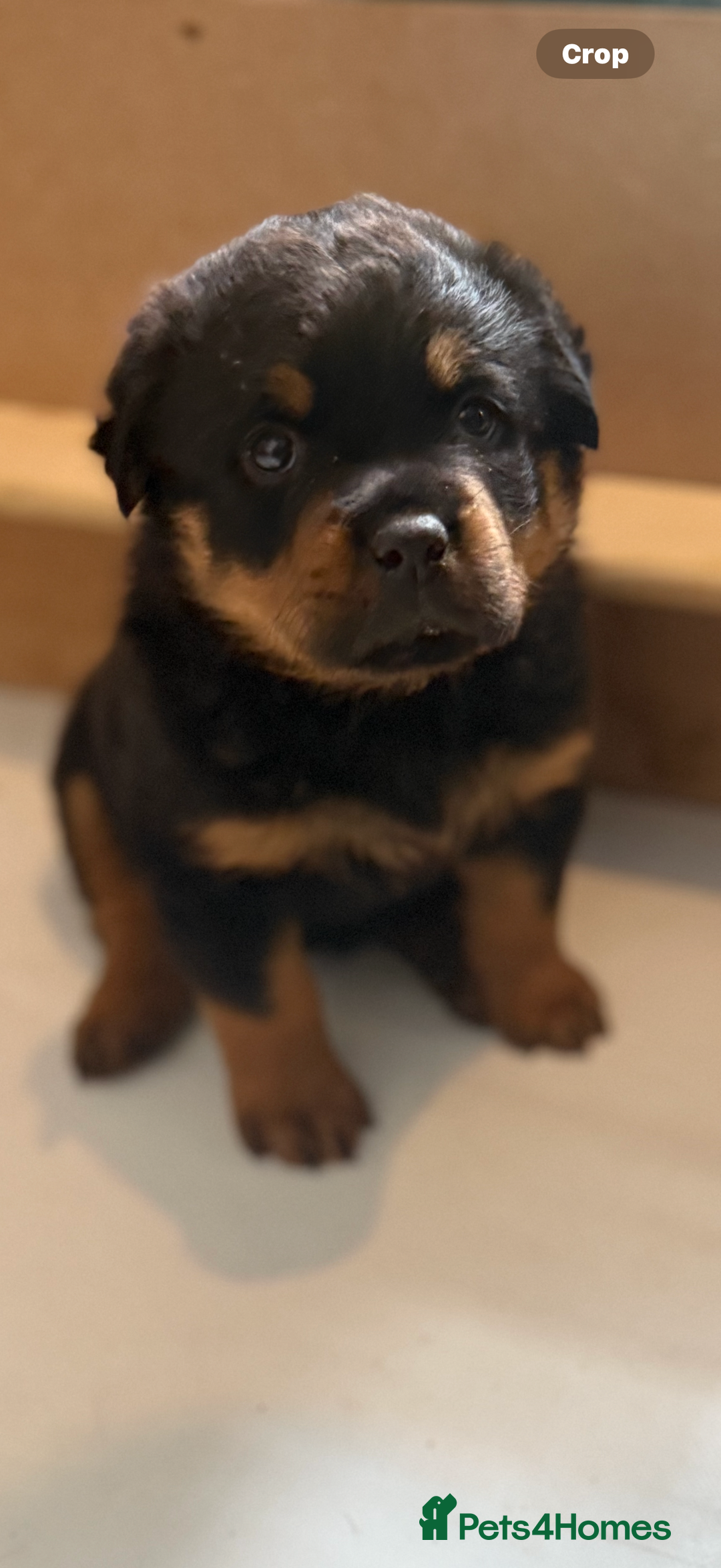 Rottweiler dogs for stud: Stunning KC registered fully health tested male   in Burnley - Advert 29