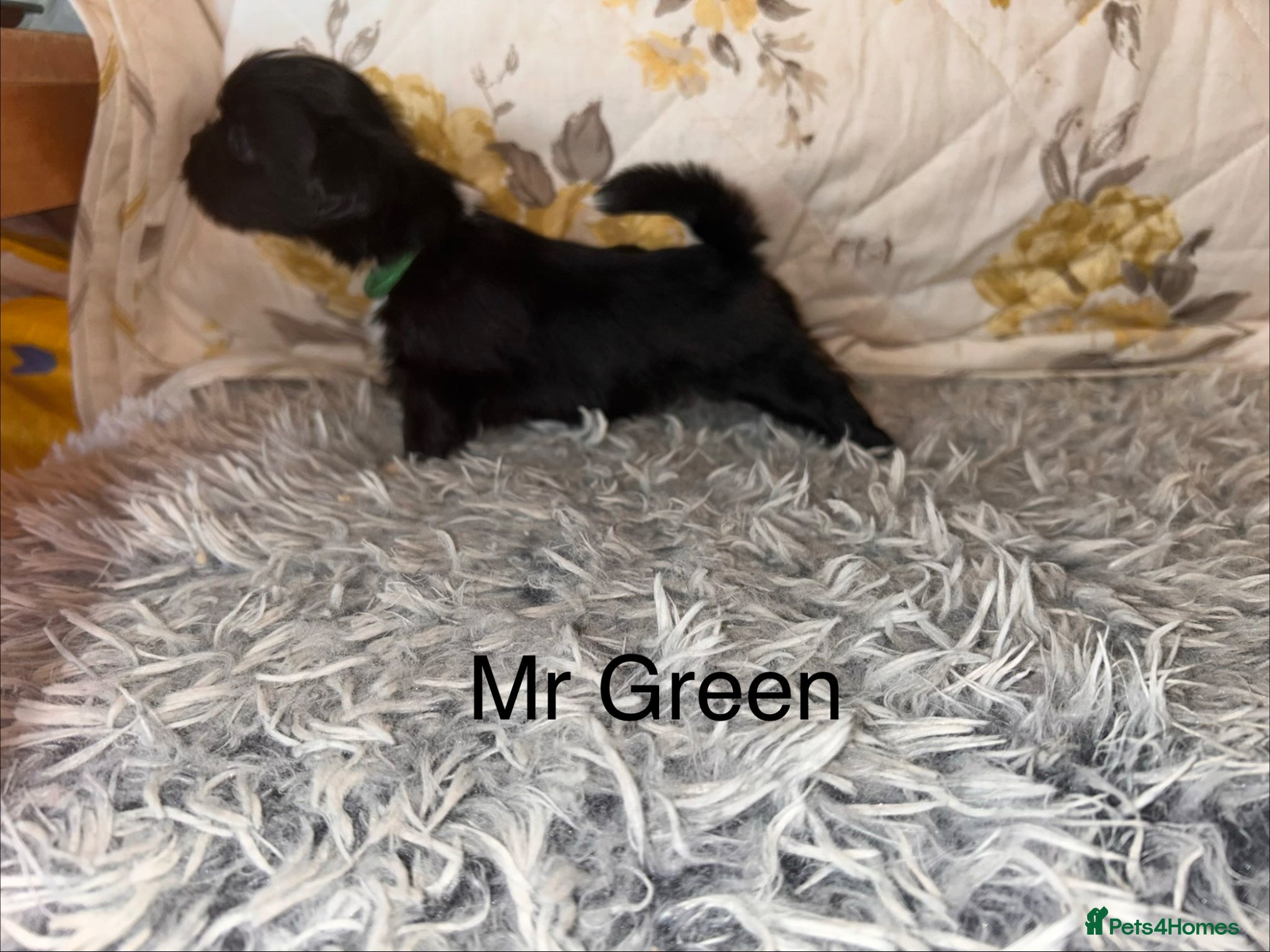 Lhasa Apso dogs KC reg Lhasa Apso PUPS (4 wks old ) PRA4 CLEAR - Advert 17