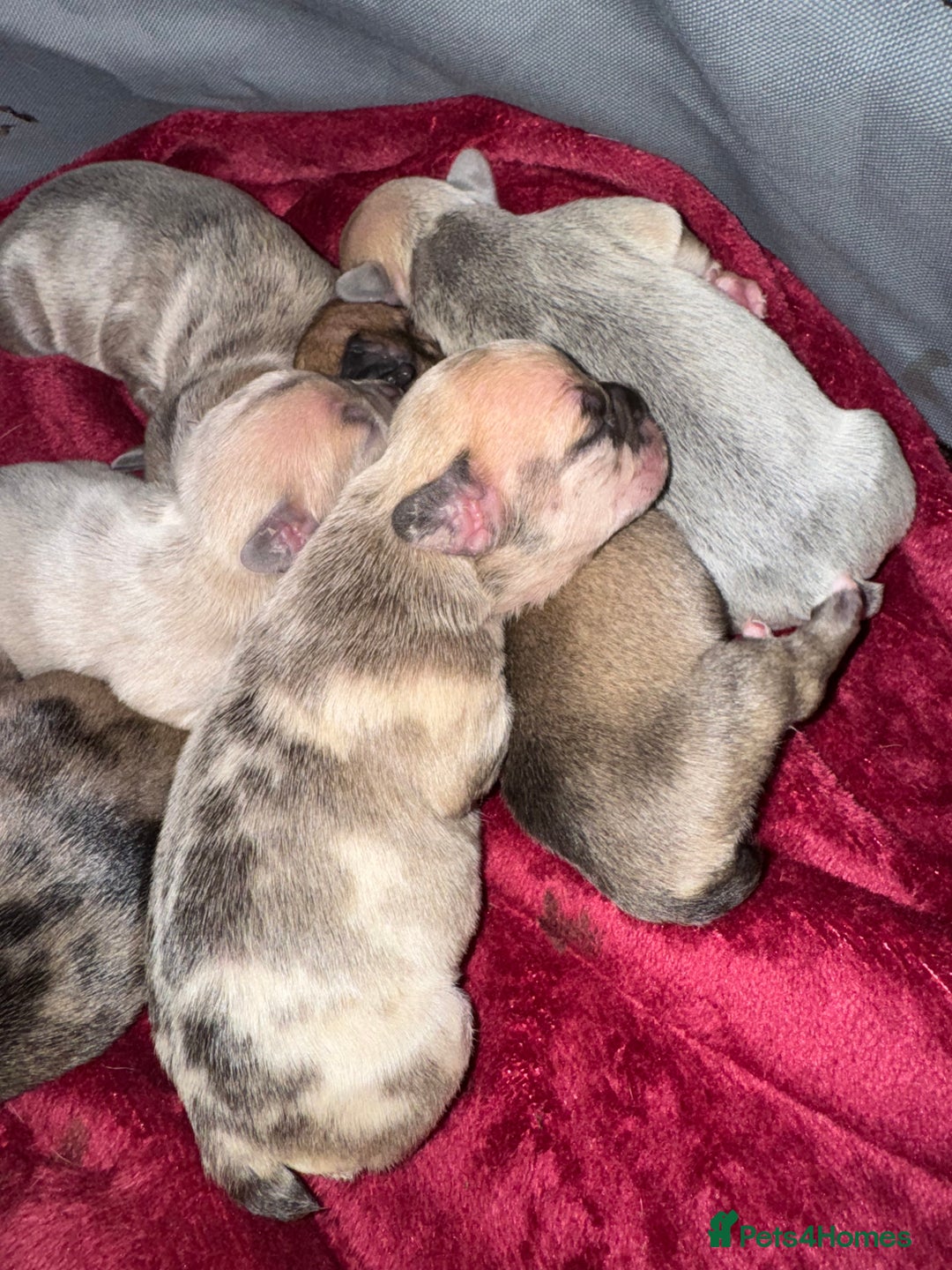 French Bulldog dogs for sale: Litter of mixed colour French bulldog puppies  - Image 2