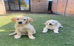 Golden Retriever dogs for sale: KC®️BEAUTIFUL GOLDEN RETRIEVER PUPPIES 🐶❤️ HIP ✅  - Image 4
