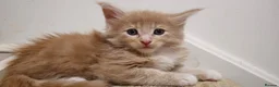 Maine Coon cats for sale: Beautiful Red boys - Advert 1