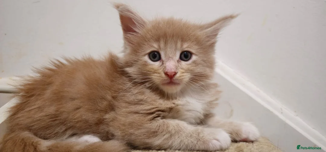 Maine Coon cats for sale: Beautiful Red boys - Advert 1