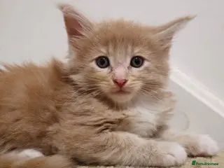 Maine Coon cats Beautiful Red boys - Advert 1