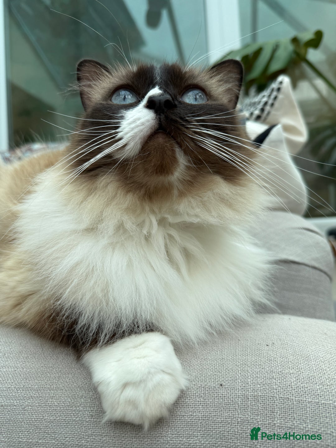 Ragdoll cats for sale: Beautiful Female Ragdoll - Advert 5