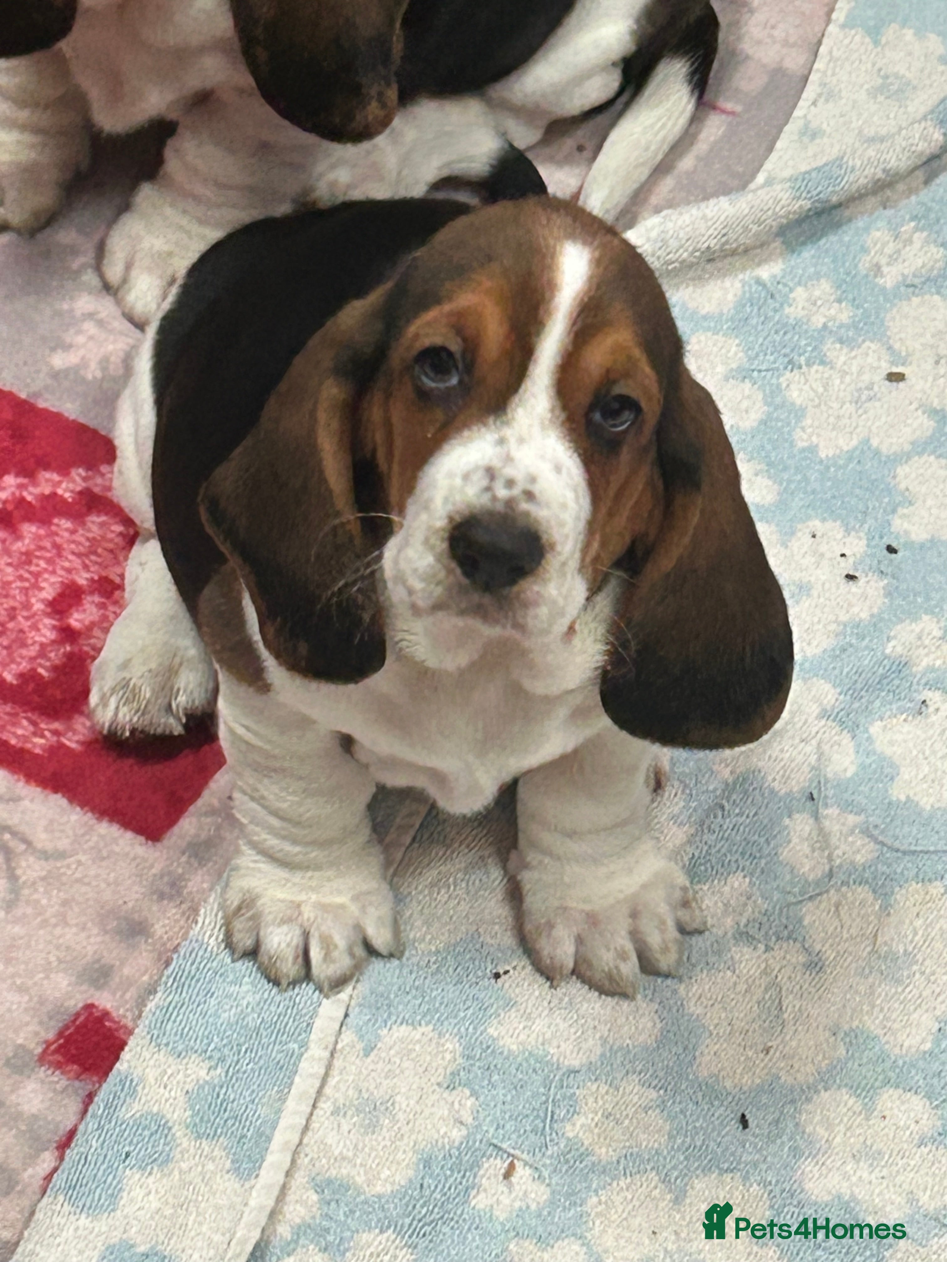 Basset Hound dogs Basset hound puppies!!! KC reg. - Advert 1