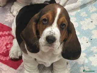 Basset Hound dogs Basset hound puppies!!! KC reg. - Advert 2