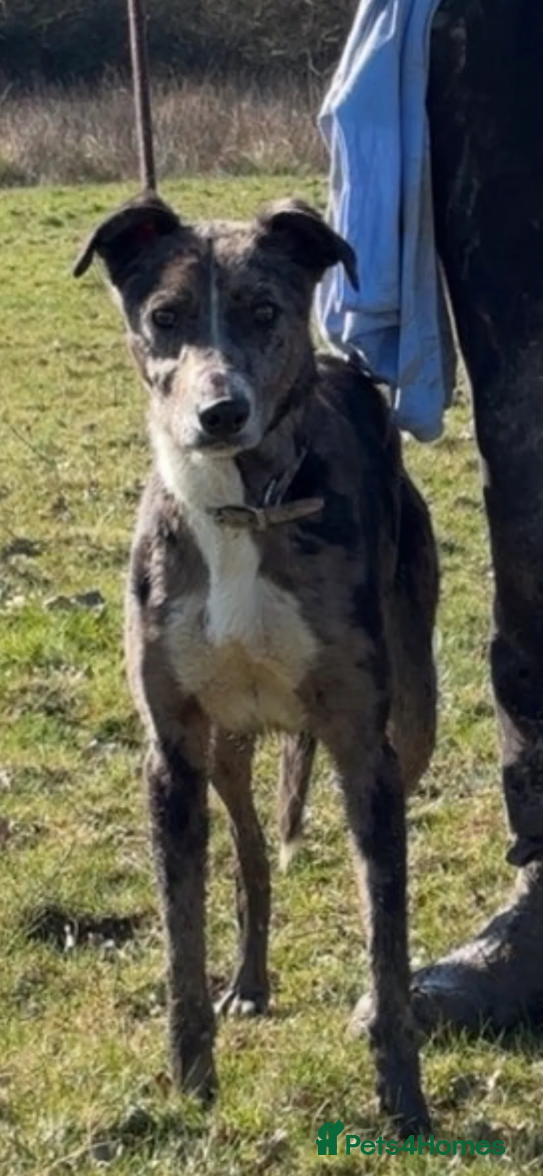 Lurcher dogs for stud: 🔥Proven Stud Dog Available Top Working Lurcher 🔥 - Advert 2