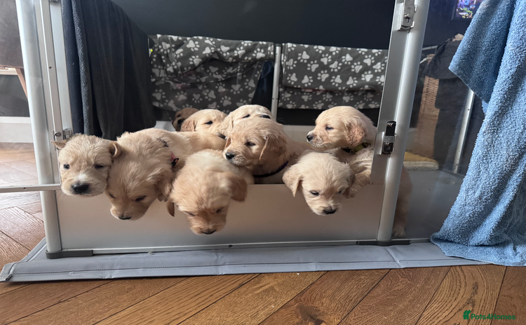 Golden Retriever dogs - Advert 3
