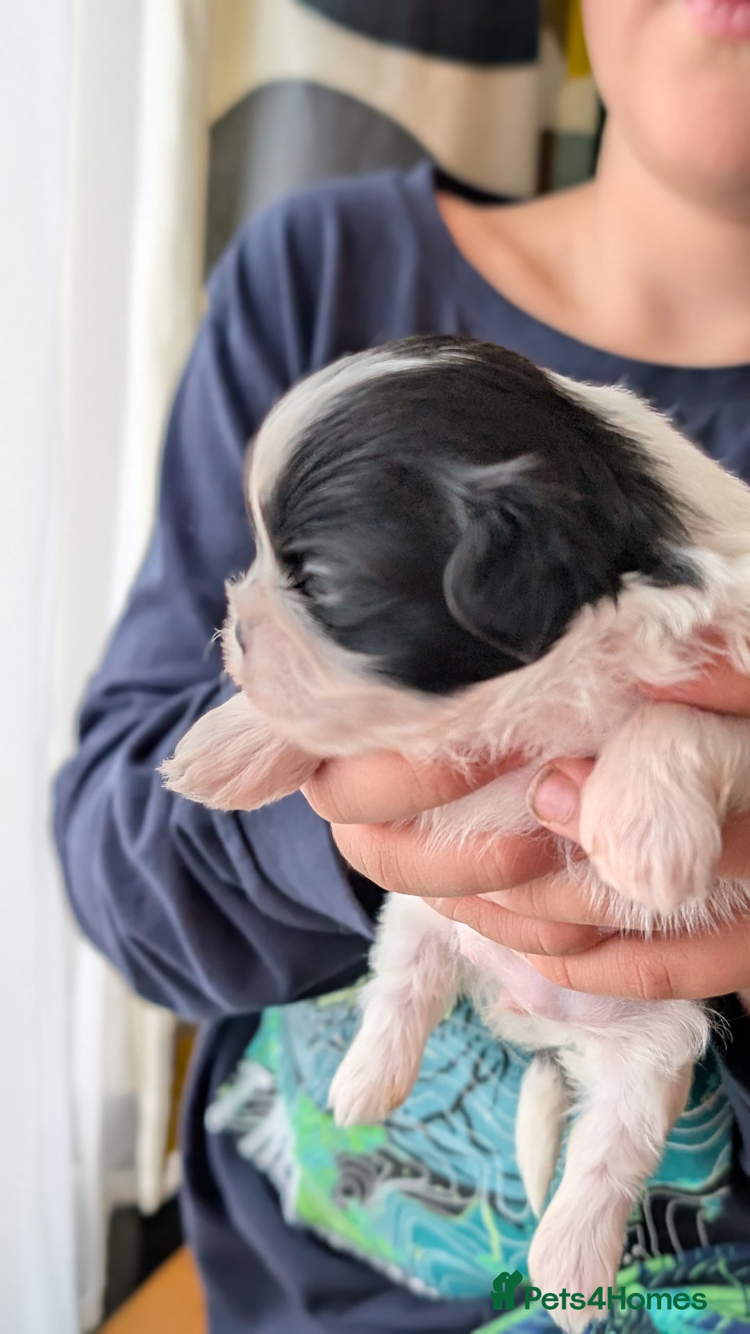 Shih Tzu dogs for sale: KC reg puppies LAST GIRL LEFT  - Advert 9