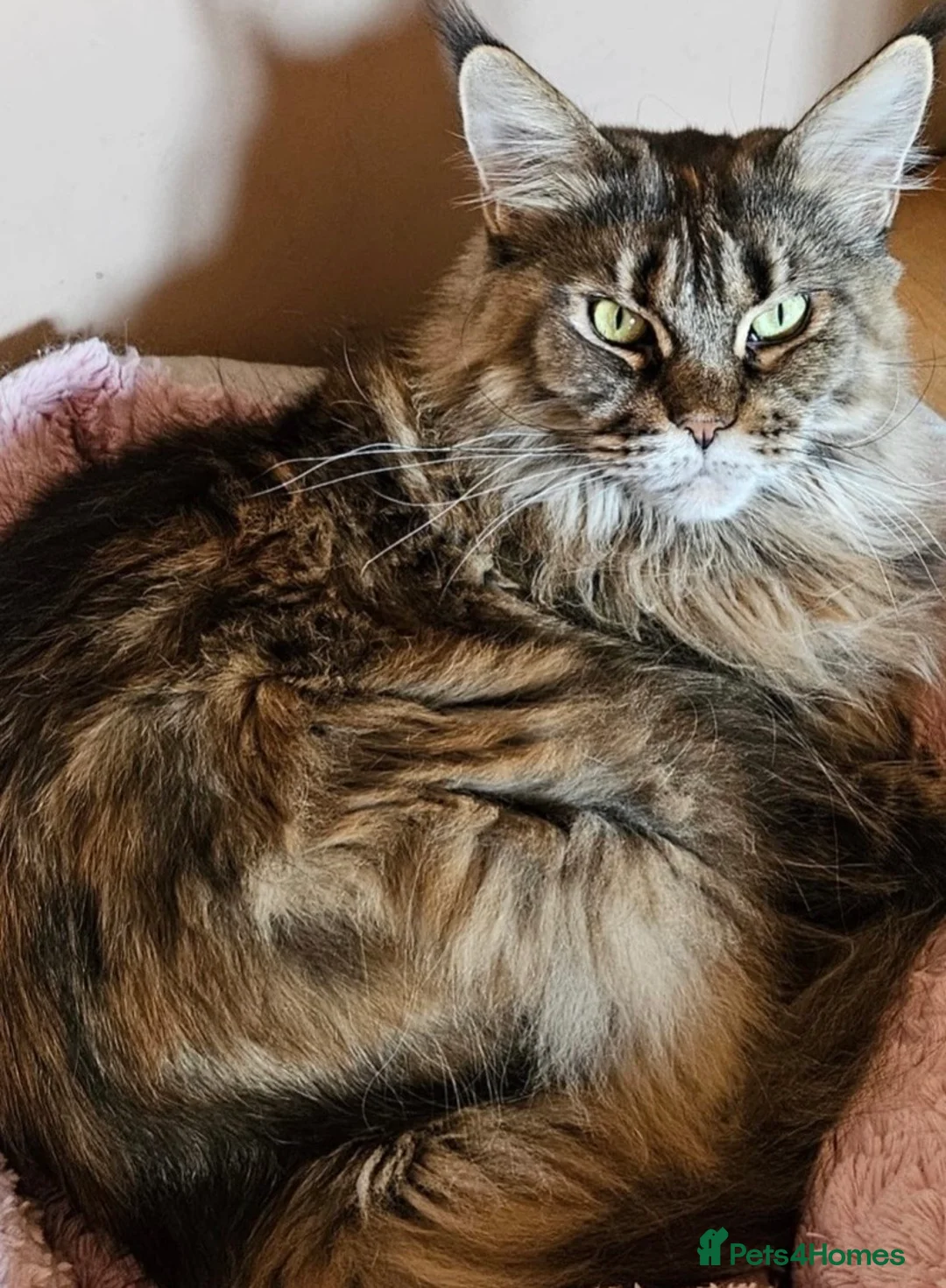 Mixed Breed cats for sale: Ragdoll x Maine Coon  - Advert 12