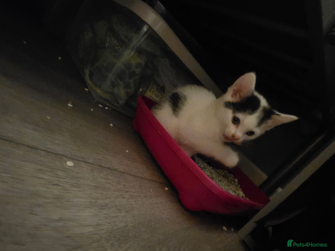 Mixed Breed cats for sale: Beautiful mixed breed littler  - Image 5