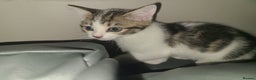 Mixed Breed cats for sale: Lilac & gold kittens  - Advert 2
