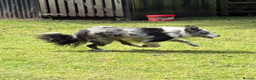 Border Collie dogs for stud: ISDS/KC Registered Blue Merle in Pontypool - Advert 4