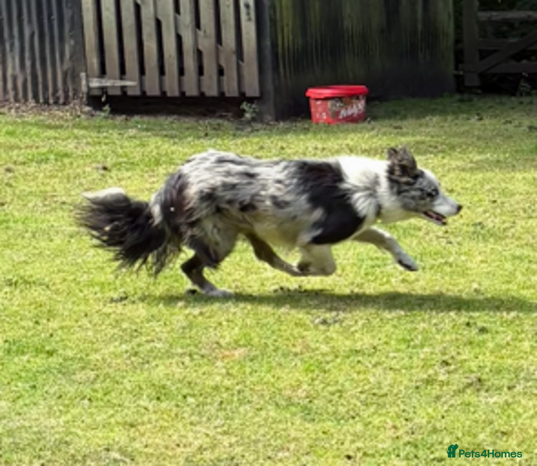 Border Collie dogs for stud: ISDS/KC Registered Blue Merle in Pontypool - Advert 4