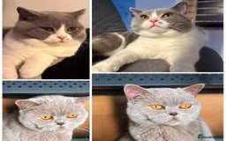 British Shorthair cats for sale: ✨ GCCF/TICA Stunning BSH Kittens – Blue&Bicolour ✨ - Image 10