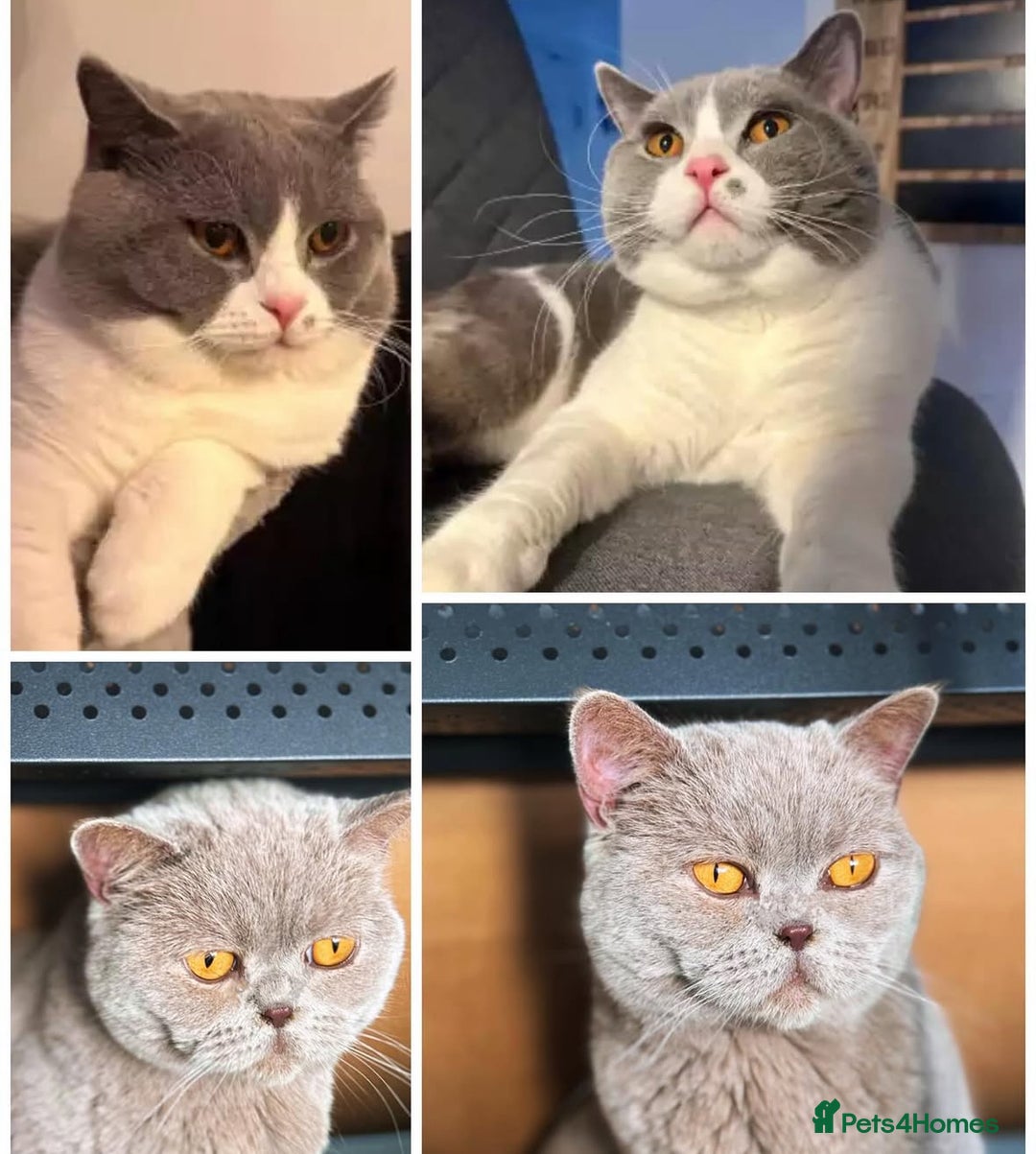 British Shorthair cats for sale: ✨ GCCF/TICA Stunning BSH Kittens – Blue&Bicolour ✨ - Image 10