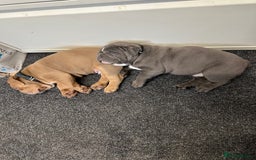 Olde English Bulldogge dogs for sale: 2 male gorgeous Ild English Bulldogs - Image 1