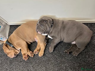 Olde English Bulldogge dogs - Advert 10