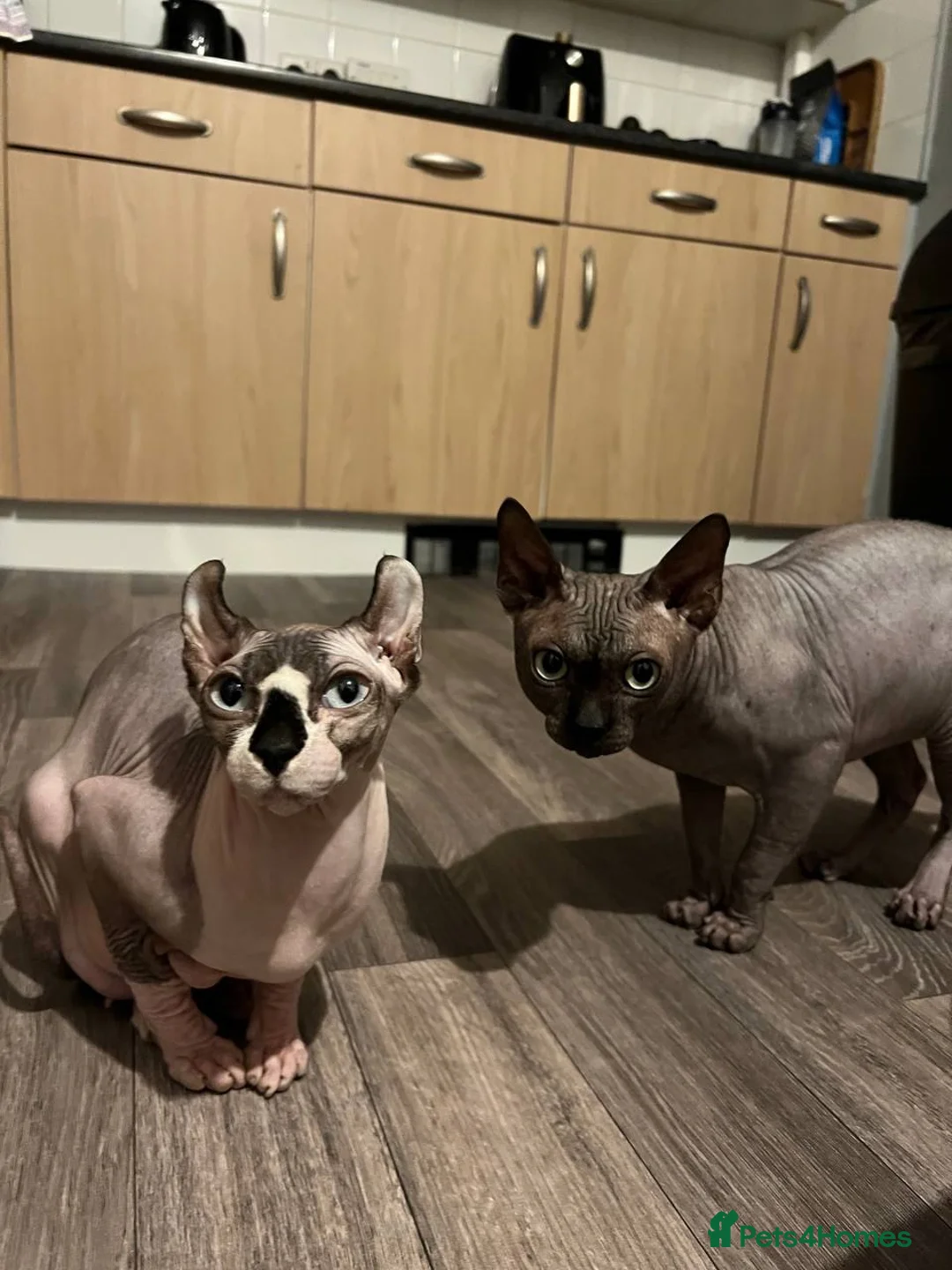 Sphynx cats for stud: Tica Registered Canadian Sphynx in Hull - Advert 26