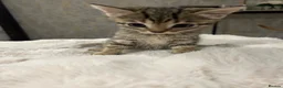 British Shorthair cats for sale: 3 kittens  in Newcastle upon Tyne - Advert 6