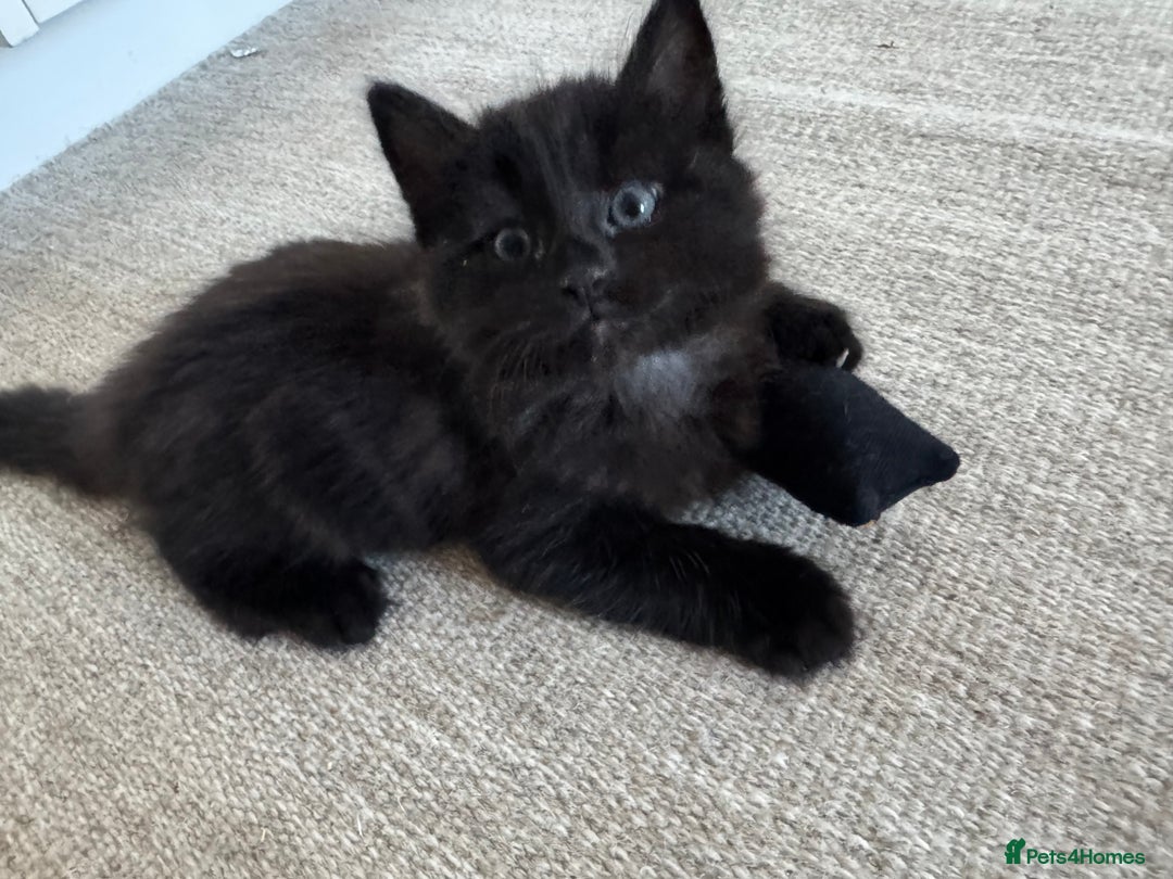 Siberian cats for sale: Affectionate Siberian-Mix Kitten (12 Months) - Advert 19