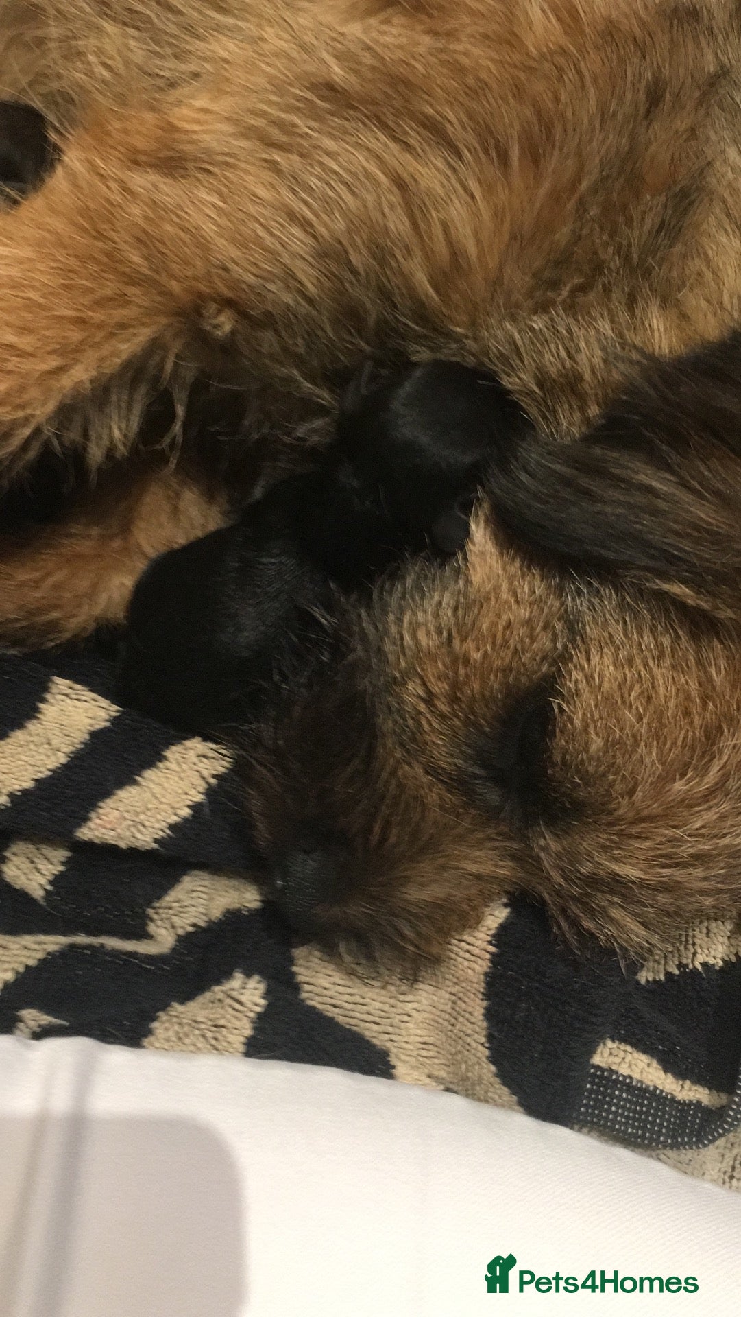 Border Terrier dogs Lilly  - Advert 6